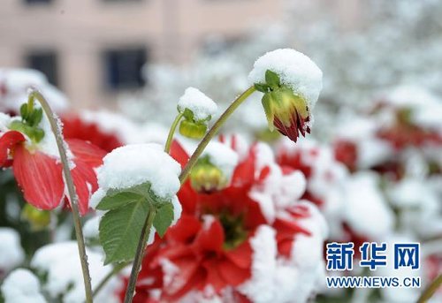 哈爾濱、大慶降下今年入冬以來第一場雪