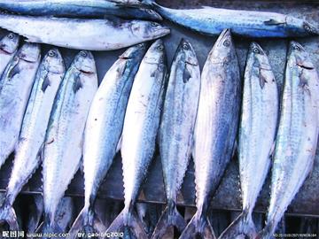 青島1年未現1條百斤鲅魚祭海節犯難 全城下搜尋令