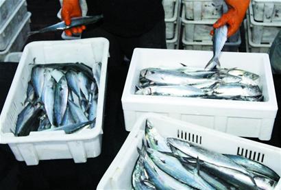 青島1年未現1條百斤鲅魚祭海節犯難 全城下搜尋令