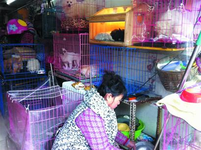 青島年末動物寄養火爆一籠難求 空運寵物成新財路