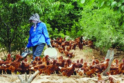 青島蛋價(jià)跳水山雞蛋大量積壓 青島蛋價(jià)跳水山雞蛋大量積壓