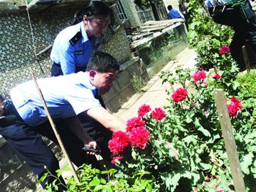 居民小區流行種罌粟 民警半天鏟除69棵 居民小區流行種罌粟 民警半天鏟除69棵