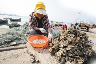 青島沿海沒魚吃加工廠關門 金鉤海米消失 青島沿海沒魚吃加工廠關門 金鉤海米消失