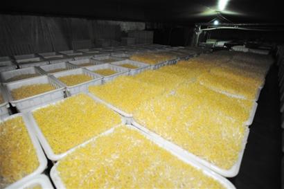 青島一加工豆芽廠用上神秘白粉 青島一加工豆芽廠用上神秘白粉