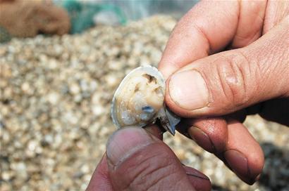 膠州灣蛤蜊身價13.52億 正宗膠蛤僅限5個街道 膠州灣蛤蜊身價13.52億 正宗膠蛤僅限5個街道