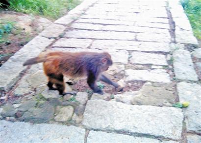 青島嶗山太清再現頑猴調戲游客 糟蹋攤販水果拍手樂