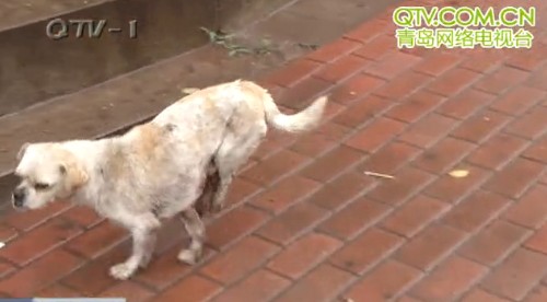 青島狗堅強被車軋壞脊椎2后腿萎縮 自學前腿走路