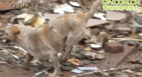 青島狗堅強被車軋壞脊椎2后腿萎縮 自學前腿走路