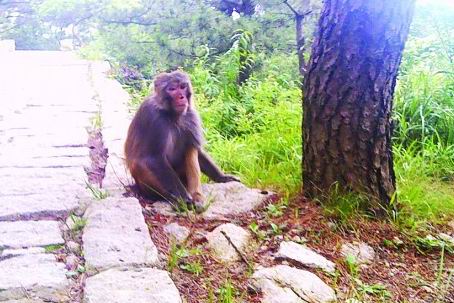 野猴大鬧嶗山埡口 野猴大鬧嶗山埡口