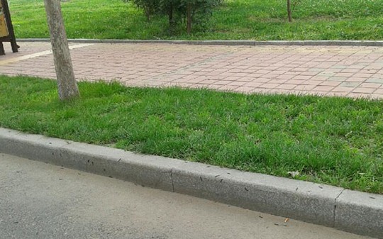 青島公交站牌驚現成片黑毛毛蟲 遍布50米