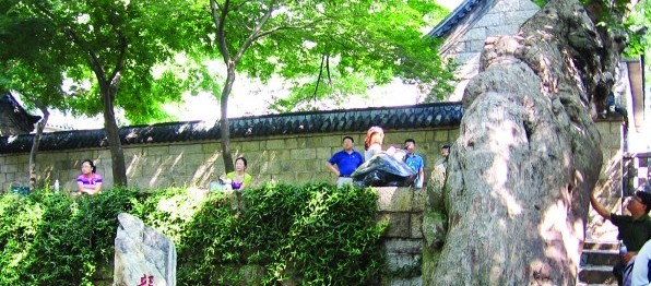 青島最老樹穿越時空:漢朝所栽看盡興衰 扎根太清宮 青島最老樹穿越時空:漢朝所栽看盡興衰 扎根太清宮