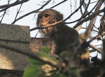 孫大圣進(jìn)村成貴賓 孫大圣進(jìn)村成貴賓