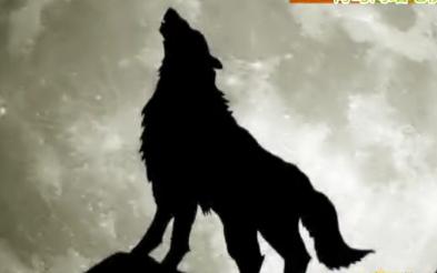 黃島驚現疑似狼 一夜咬斷鵝群脖子淡定與人對視 黃島驚現疑似狼 一夜咬斷鵝群脖子淡定與人對視