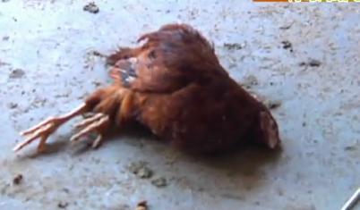 黃島驚現疑似狼 一夜咬斷鵝群脖子淡定與人對視 黃島驚現疑似狼 一夜咬斷鵝群脖子淡定與人對視