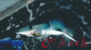 水產專家雷語:拒吃魚翅才是極大浪費