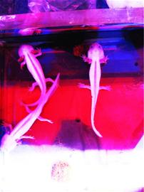 六角恐龍毒死一缸魚 尾巴分泌毒物能致人中毒 六角恐龍毒死一缸魚 尾巴分泌毒物能致人中毒