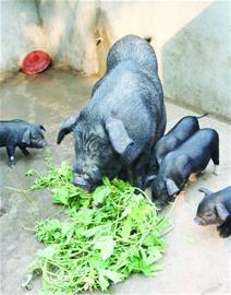 青島進口豬肉創歷史新高