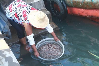 開海首日海鮮價格不高 開海首日海鮮價格不高