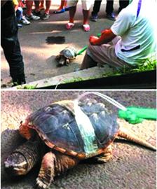 寵物鱷魚龜屬于入侵物種 寵物鱷魚龜屬于入侵物種