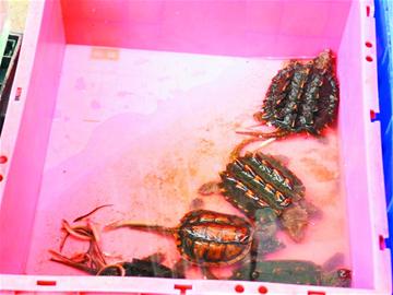 寵物鱷魚龜屬于入侵物種 寵物鱷魚龜屬于入侵物種