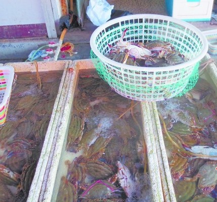 雙節(jié)將至青島梭子蟹1天漲10元 雙節(jié)將至青島梭子蟹1天漲10元