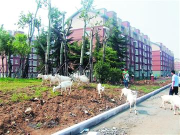 李滄綠化帶變羊場群羊啃樹皮 牧羊女多次路邊放 李滄綠化帶變羊場群羊啃樹皮 牧羊女多次路邊放