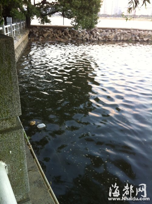 閩江公園南園沿線,閩江混雜污水,漂著垃圾,散發(fā)出腥臭。 閩江公園南園沿線,閩江混雜污水,漂著垃圾,散發(fā)出腥臭。