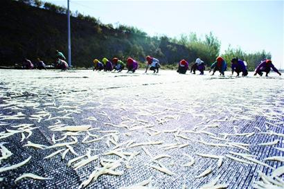 萊西湖銀魚開捕大量上市 一網捕獲千斤