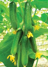 洋菜壟斷市場青島七成種子進口