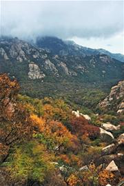 專家繪制賞落葉地圖 深秋青島五彩林爭(zhēng)妍