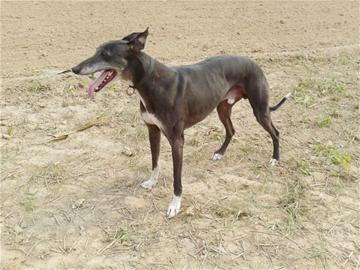 青島主人嫌獵犬太笨賣掉 見經訓練長本事又偷回來 青島主人嫌獵犬太笨賣掉 見經訓練長本事又偷回來