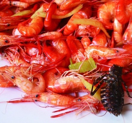 炸蝦吃出大黑蟲 老板娘稱蜻蜓幼蟲專門配菜 炸蝦吃出大黑蟲 老板娘稱蜻蜓幼蟲專門配菜