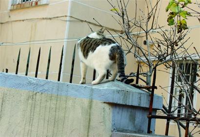 青島一老貓遭鐵柵欄穿腹鮮血直流 4小貓舔舐凄厲慘叫