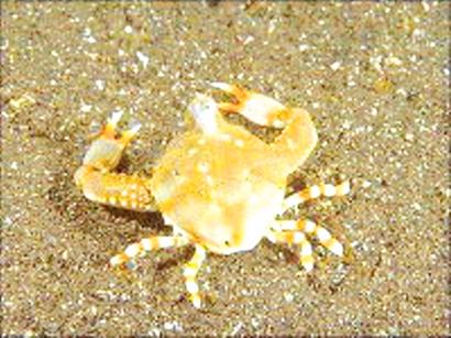 青島特色海產絕跡 紫彩血蛤馬蹄蟹不見蹤影 青島特色海產絕跡 紫彩血蛤馬蹄蟹不見蹤影