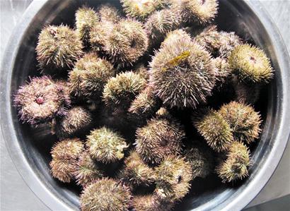 青島海量海膽涌上岸 趕海市民1小時撿1盆 青島海量海膽涌上岸 趕海市民1小時撿1盆