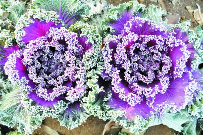 青島市區最低溫今天破0 局地雨夾雪