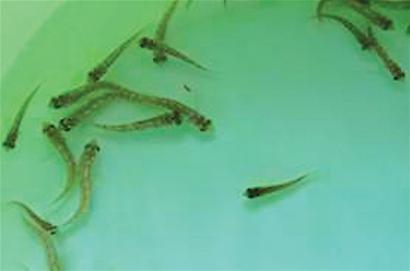 美味北方石斑魚將游上市民餐桌 高檔飯店百元1斤 美味北方石斑魚將游上市民餐桌 高檔飯店百元1斤