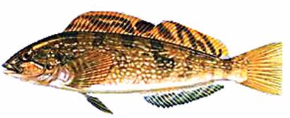 美味北方石斑魚將游上市民餐桌 高檔飯店百元1斤 美味北方石斑魚將游上市民餐桌 高檔飯店百元1斤