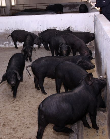 解密里岔黑豬生意經:不想賺錢錢會源源而來 解密里岔黑豬生意經:不想賺錢錢會源源而來