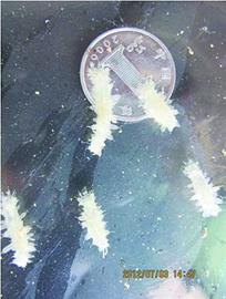 珍貴海參能抗7種腫瘤 干參每斤賣到1萬3 珍貴海參能抗7種腫瘤 干參每斤賣到1萬3