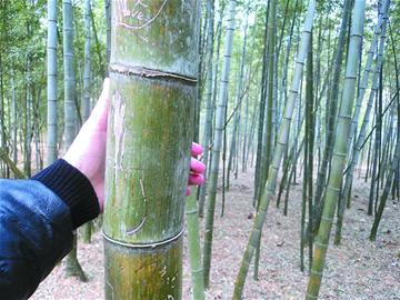 嶗山47年產下7萬海青竹筍 成片竹海 嶗山47年產下7萬海青竹筍 成片竹海