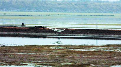 山東出臺濕地保護辦法 山東出臺濕地保護辦法
