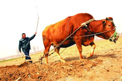 天氣轉暖郊區一派春耕圖 踏青注意防蛇咬(圖)