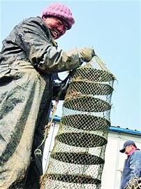 最便宜海鮮海虹淡出養殖市場